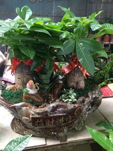 泉州公司租花與萬(wàn)達(dá)綠植租擺 發(fā)財(cái)樹開業(yè)盆栽及代管理服務(wù)一覽