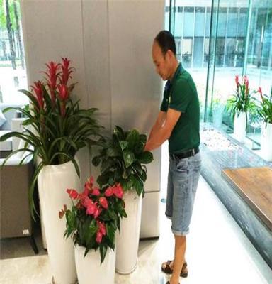 室內綠植花卉租賃 為深圳辦公室注入自然活力，租綠植就找惜花花卉
