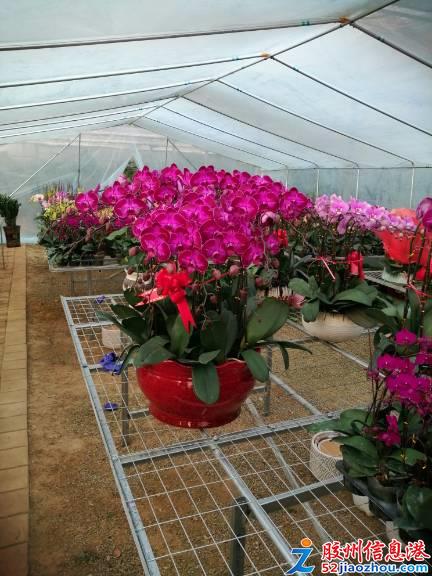 三里河春日花卉盛宴 精品綠植多肉特惠，果樹苗木煥新家園