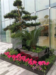 綠植租賃新風尚 武漢雅淳花卉，點亮漢口辦公與生活空間
